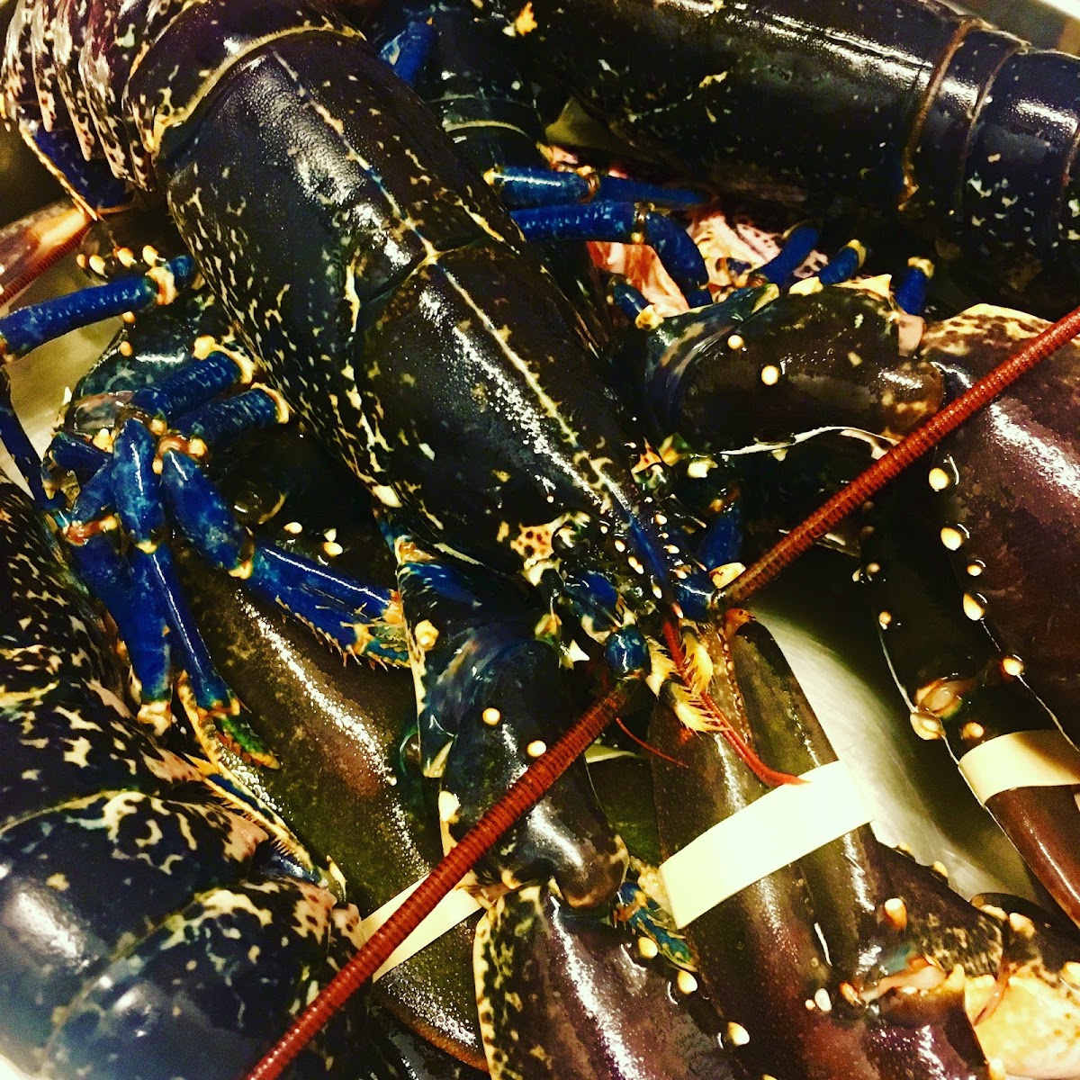 Restaurant La table de Max, boeuf et homard à Lyon