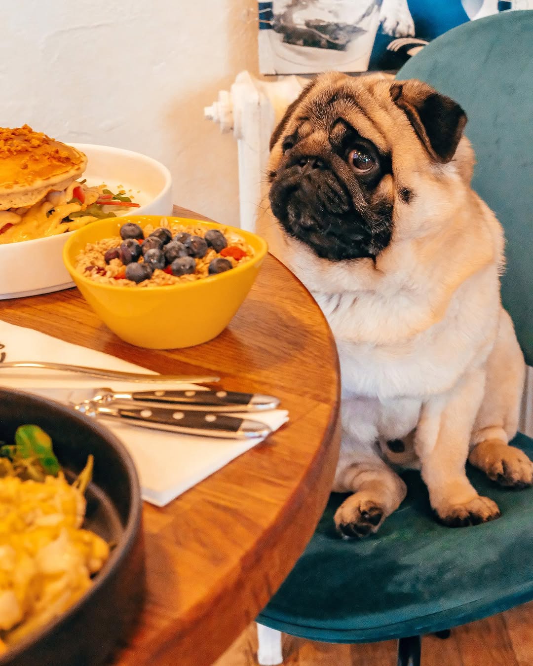 Milk et Pug sur Instagram