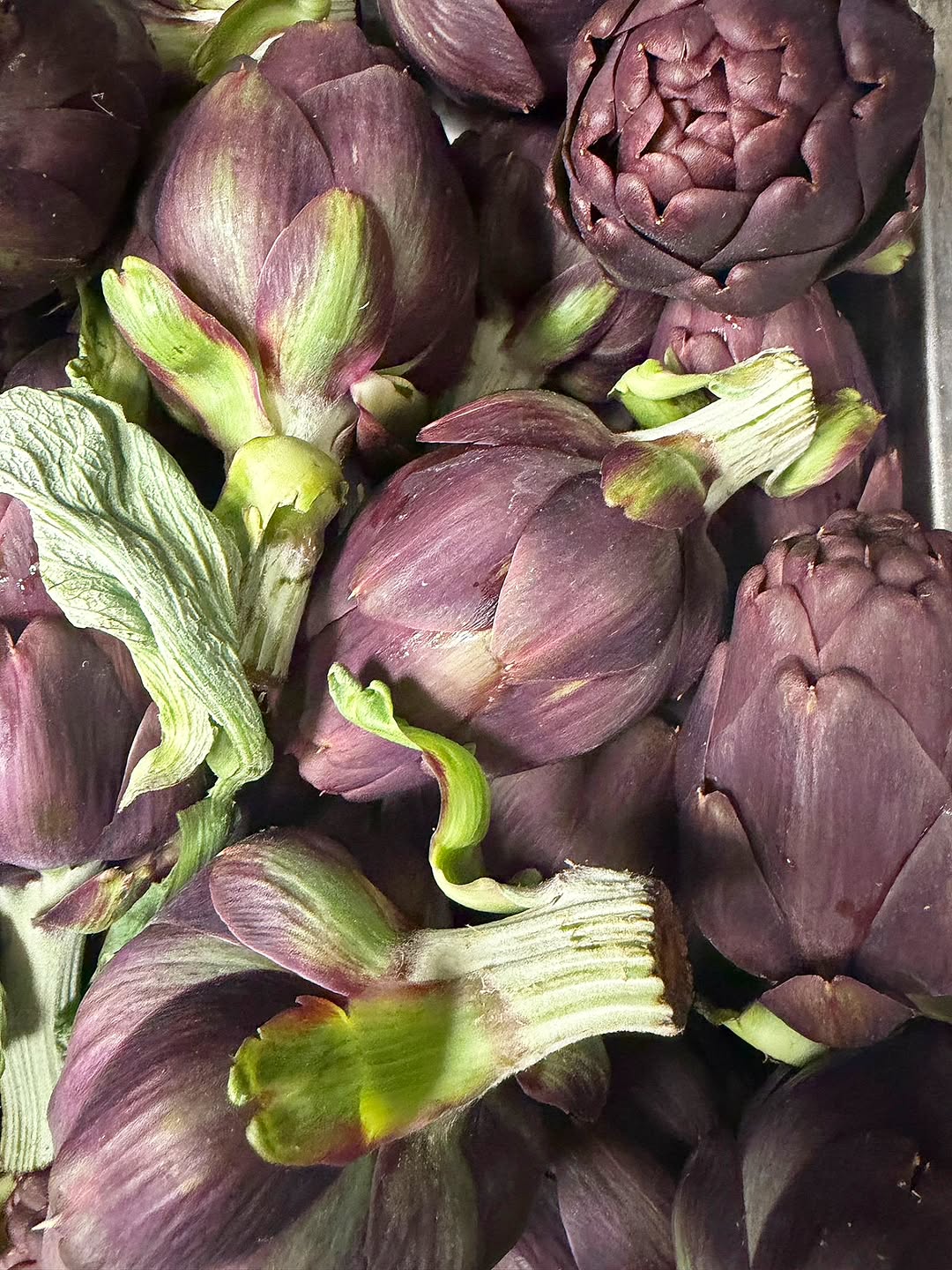 Mertensia sur Instagram