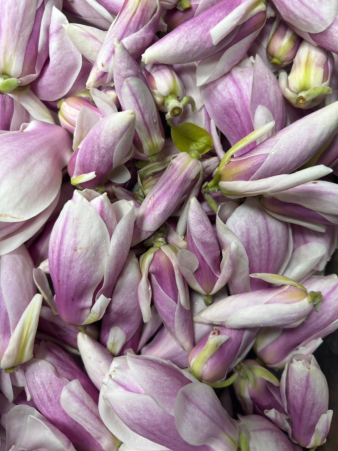 Mertensia sur Instagram