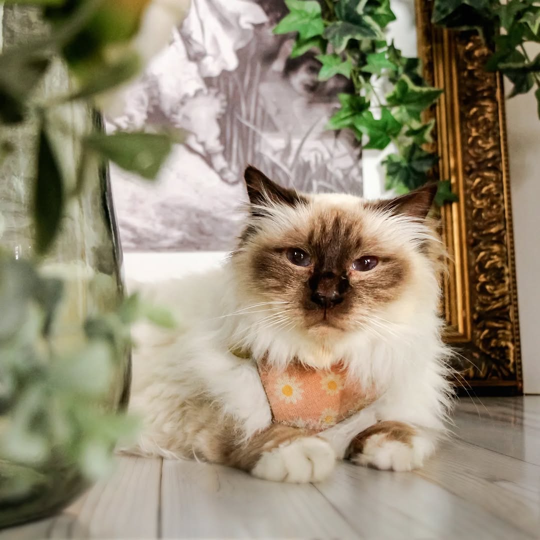 Le GentleCat sur Instagram