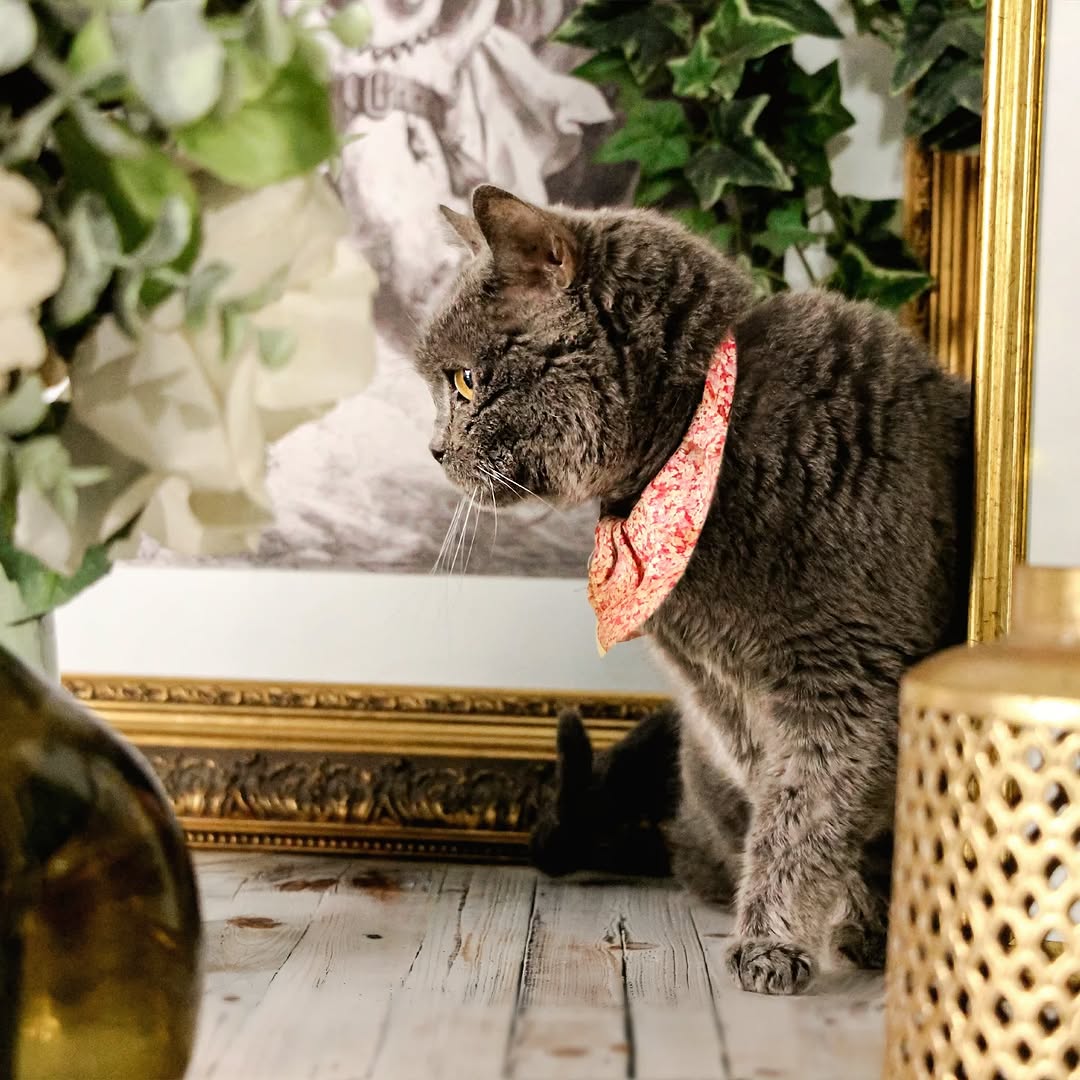 Le GentleCat sur Instagram