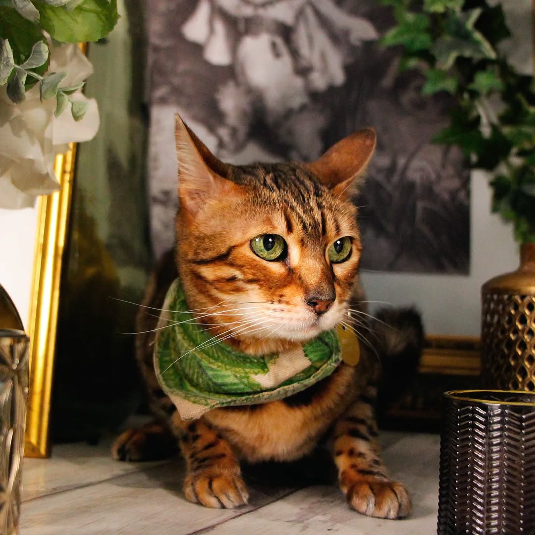 Le GentleCat sur Instagram