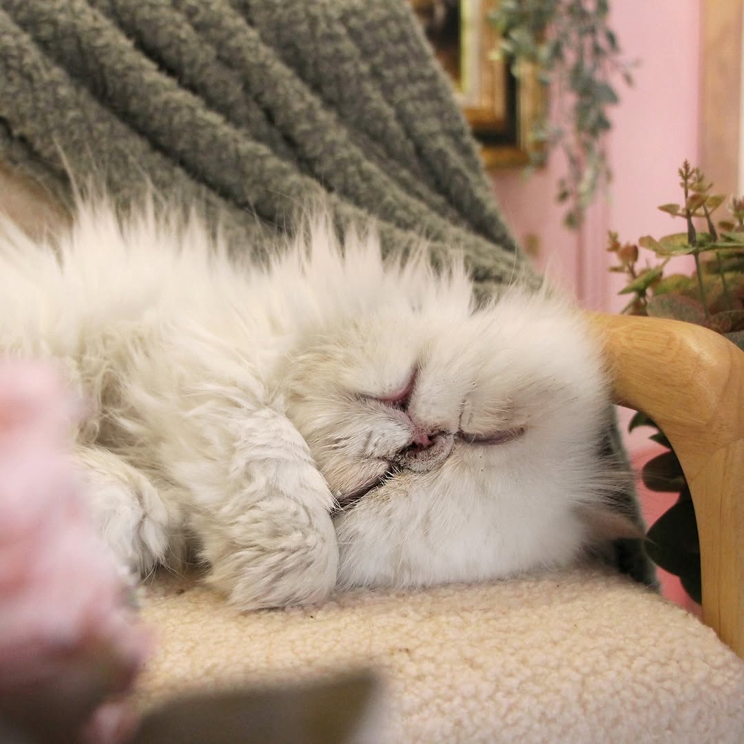 Le GentleCat sur Instagram