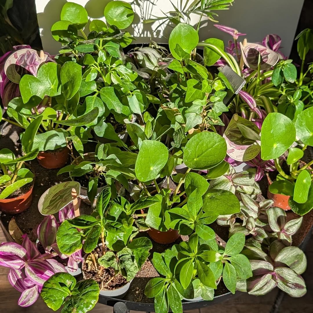 Les Dimanches chez Lou sur Instagram